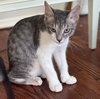 Aster - KITTEN in foster
