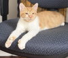Cardinal - KITTEN in foster
