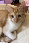 Cardinal - KITTEN in foster