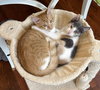 Cardinal - KITTEN in foster