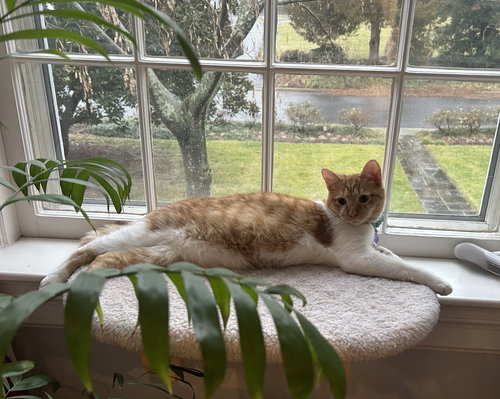 Cardinal - KITTEN in foster