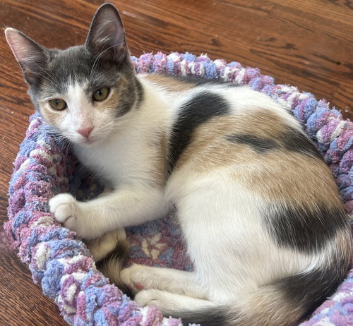 Zinnia - KITTEN in foster