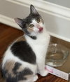Zinnia - KITTEN in foster