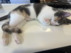 Zinnia - KITTEN in foster
