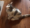 Zinnia - KITTEN in foster