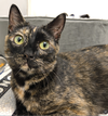 Maya - in foster