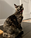 Maya - in foster