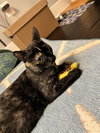 Maya - in foster