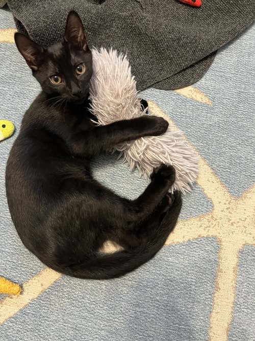 Bayes - KITTEN in foster