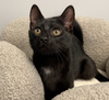 Bayes - KITTEN in foster