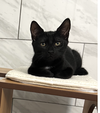 Bayes - KITTEN in foster