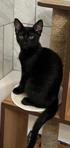 Frances - KITTEN in foster
