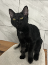 Frances - KITTEN in foster