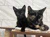 Frances - KITTEN in foster