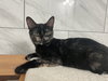 Matilda - KITTEN in foster