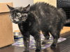 Matilda - KITTEN in foster