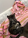 Matilda - KITTEN in foster