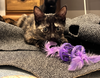 Rayna - KITTEN in foster