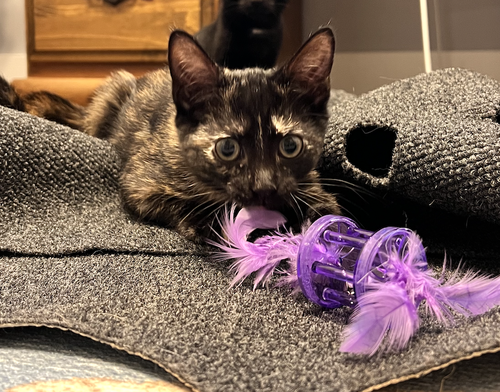 Rayna - KITTEN in foster