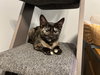 Rayna - KITTEN in foster