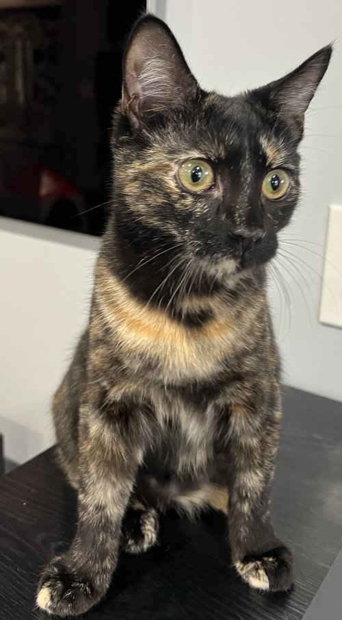 Rayna - KITTEN in foster