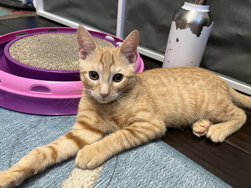Riley - KITTEN in foster