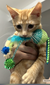 Riley - KITTEN in foster