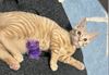 Riley - KITTEN in foster