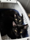 Beanie & Bugs - KITTEN pair in foster