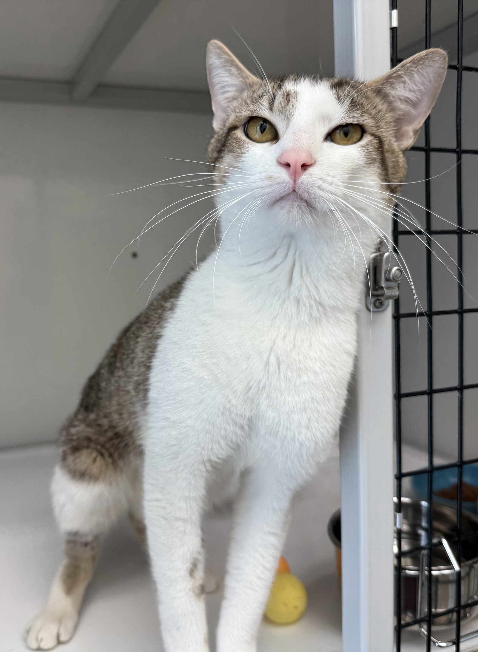 Coco (must be adopted w/ Chanel)'s Web Page