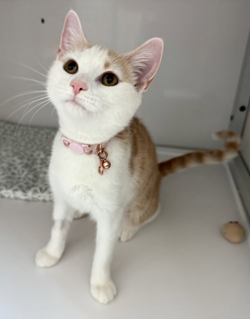 Nola (kitten)