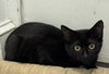 Chris (kitten bonded w/Jackie)