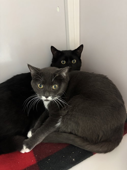 Chris & Jackie - bonded siblings