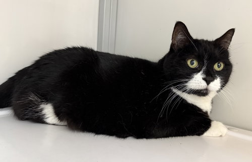 Lexie (Senior)
