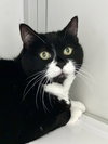 Lexie (Senior)