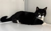 Lexie (Senior)