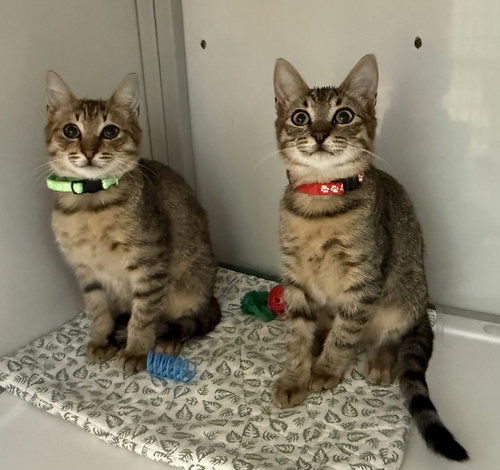 Bugsy and Mugsy (kittens) (St. Thomas)