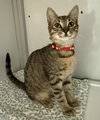 Bugsy and Mugsy (kittens) (St. Thomas)