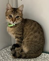 Bugsy and Mugsy (kittens) (St. Thomas)