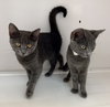Cheyenne and Zara (kittens)