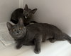 Cheyenne and Zara (kittens)