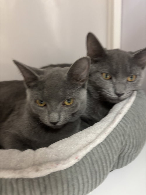 Cheyenne and Zara (kittens)