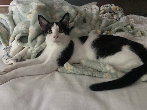 Conrad - KITTEN in foster