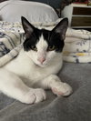 Conrad - KITTEN in foster