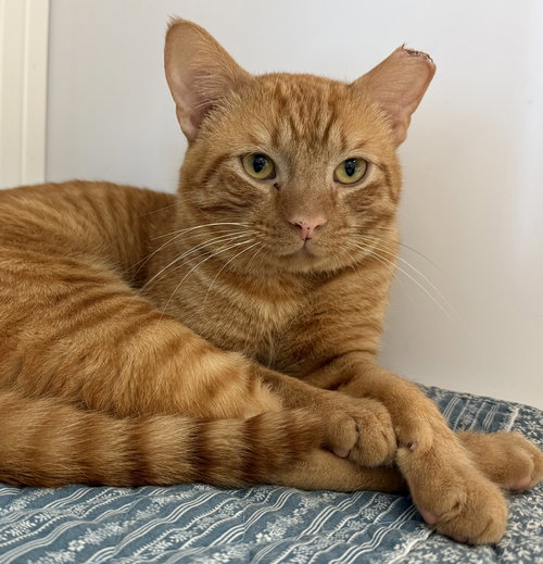 Cheeto