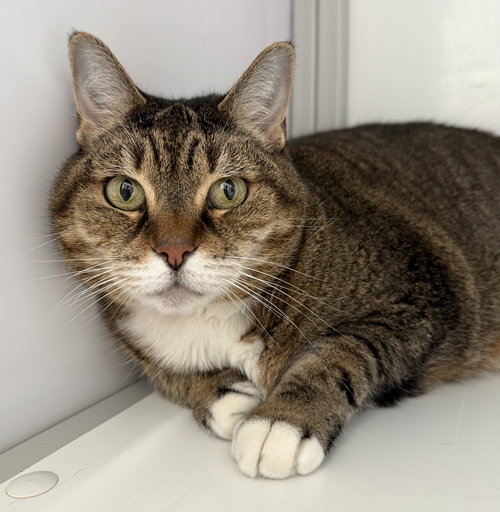 Sadie (Senior)