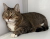 Sadie (Senior)
