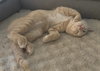 Creamsicle