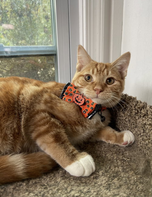 Russ - KITTEN in foster