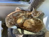 Russ - KITTEN in foster